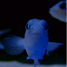 Powell - On the Feet of a Wind