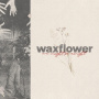 Waxflower - We Might Be Alright