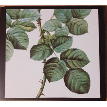 Nurse With Wound - Aranos