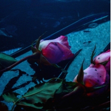 Skeleton Hands - Wake