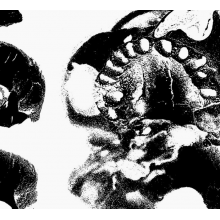 Folkstorm - Dodsabnorm