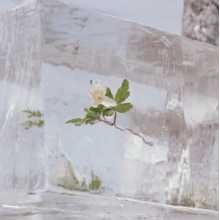 Efterklang - Windflowers