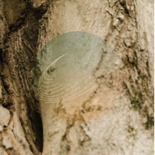 V/A - Maples, Ash, and Oaks: Cedars Instrumentals