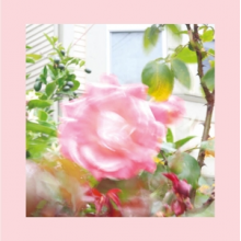 Reds, Pinks and Purples - Summer At Land's End