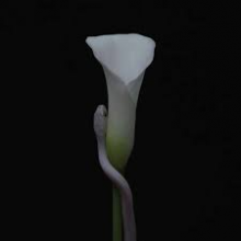 Animals As Leaders - Parrhesia