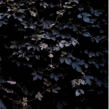 Vallera, Michael - Vivid Flu