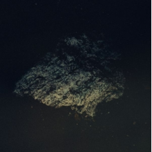 Multicast Dynamics - Lost World