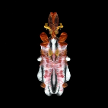 Scraps of Tape - Will To Burn