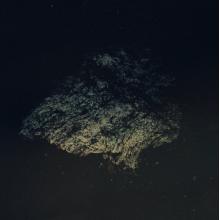 Multicast Dynamics - Lost World