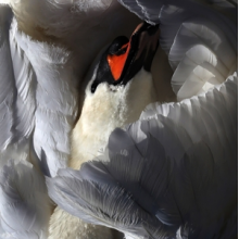 Wild Terrier Orchestra - Even the Chimera