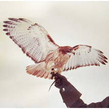 Airis, Jm - Wild Birds