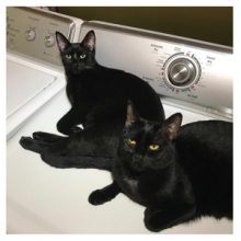 Prekop, Sam & John McEntire - Sons of