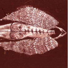 Cerberus Shoal - Homb