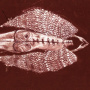 Cerberus Shoal - Homb