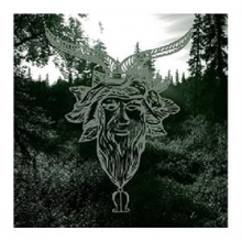 Common Eider, King Eider - Yearn