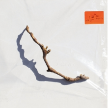 Pj Harvey - I Inside the Old Year Dying