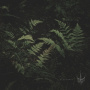 Varhara - Pustotsvet (Voidflower)