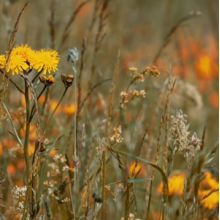 Zeitkratzer - Scarlatti