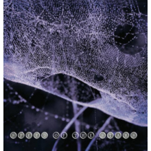 Speed of the Stars - Speed of the Stars