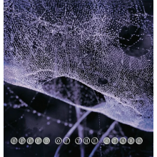 Speed of the Stars - Speed of the Stars