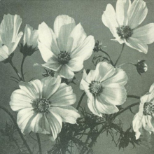 Spinanes - Arches and Aisles