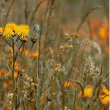Friedl, Reinhold & Martin Siewert - Lichtung