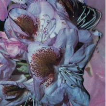 Winter, Teresa - Proserpine