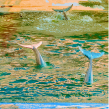 Kukangendai - Tracks