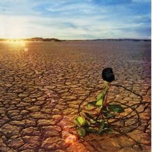 Jd Souther - Black Rose