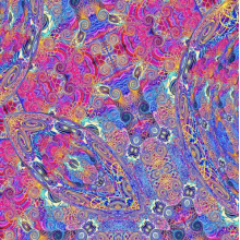 Carlos Nino & Friends - Placenta