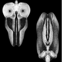 Skull Defekts - Dances In Dreams of the Known Unknown