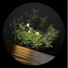 Ben La Desh - Fine Rise