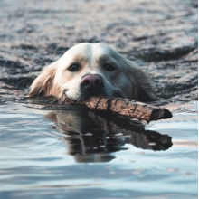 Orebolo - The Chateau