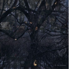 Trelldom - ...By the Shadows...