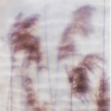 Ovid - Dream Sequence