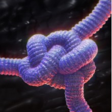 Defile Moi - Chelabom