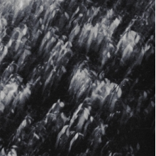 Palmeras Negras - Palmeras Negras