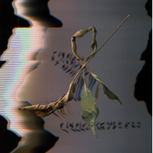 Gowdy, T. - Trill Scan