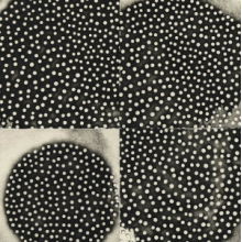 Leimer, K. - Proximate Forms