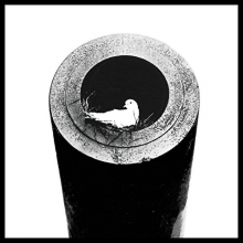 Red Doves - Off the Grid