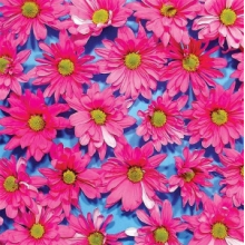 Austerity Program - Black Madonna