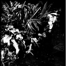 Mertens, Jeff - Orchid Alto