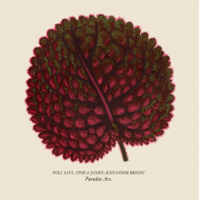 Bright, James Alexander & Will Saul - Paradise Ave