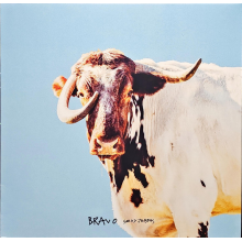Sexy Zebras - Bravo