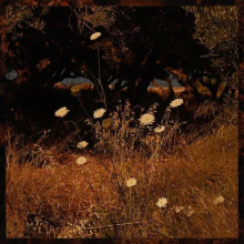 Szun Waves - Earth Patterns