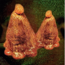 Black To Comm - Oocyte Oil & Stolen Androgens