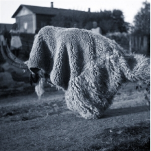 Random Gods - Pneuma