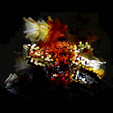 Bogus Order - Bullnose Ste