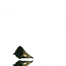 Coil - New Backwards