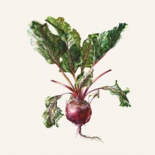 Czesław Śpiewa - Czesław Śpiewa & Arte dei Suonatori